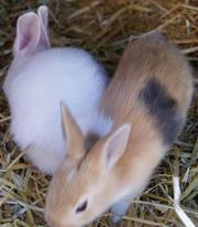 Belgian Hare Rabbit Babies  BH21,  Dorset